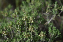 Thymus serpylloides