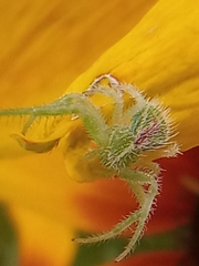 Heriaeus hirtus