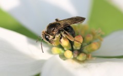 Andrena crataegi