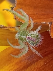 Heriaeus hirtus