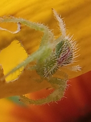 Heriaeus hirtus