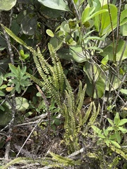 Lindsaea stricta stricta