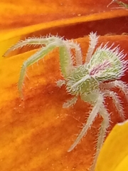 Heriaeus hirtus