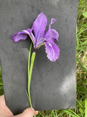Iris tenax tenax