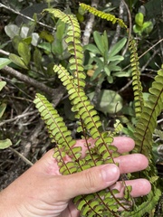 Lindsaea stricta stricta