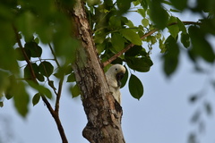 Cacatua sulphurea