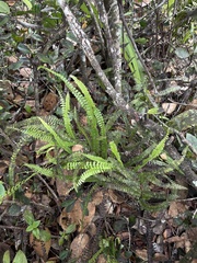 Lindsaea stricta stricta