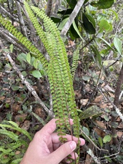 Lindsaea stricta stricta