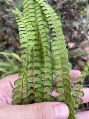 Lindsaea stricta stricta