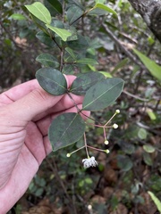 Myrcia citrifolia