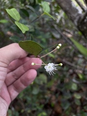 Myrcia citrifolia