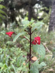 Gesnerieae