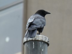 Corvus brachyrhynchos