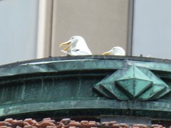 Larus glaucescens × occidentalis