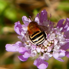 Amegilla quadrifasciata