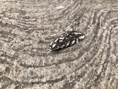 Arachnis dilecta