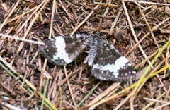 Rheumaptera hastata