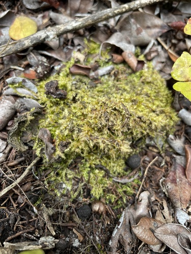 Leucomium strumosum observed 2022-05-26