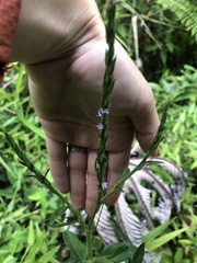 Pseudelephantopus spicatus