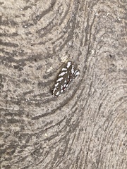 Arachnis dilecta