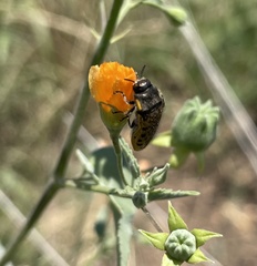 Acmaeodera princeps