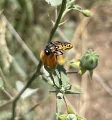 Acmaeodera princeps
