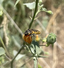 Acmaeodera princeps