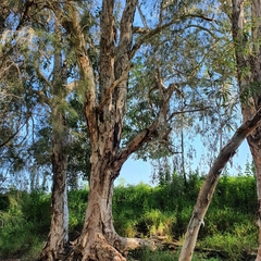 Melaleuca fluviatilis