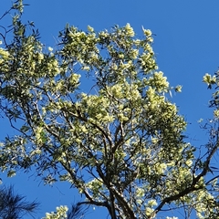 Melaleuca fluviatilis