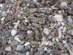 Marmota flaviventris