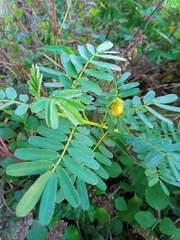 Senna barronfieldii