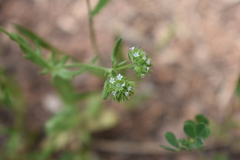 Valerianella discoidea