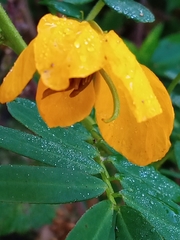 Senna barronfieldii