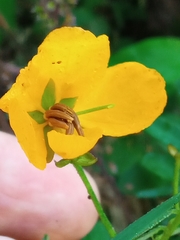 Senna barronfieldii