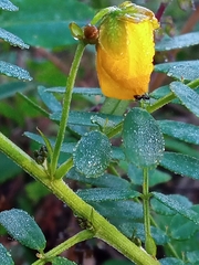 Senna barronfieldii