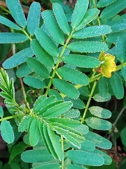 Senna barronfieldii