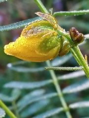 Senna barronfieldii