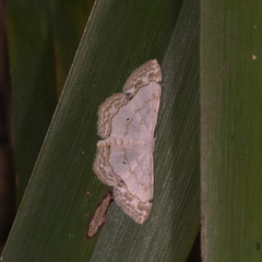Scopula propinquaria