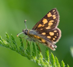 Carterocephalus mandan
