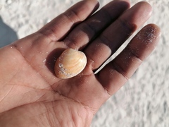 Megapitaria squalida