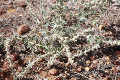 Sclerolaena birchii