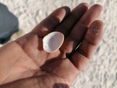 Megapitaria squalida