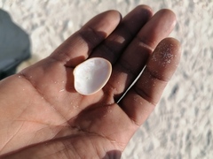 Megapitaria squalida