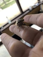 Diceroprocta cinctifera