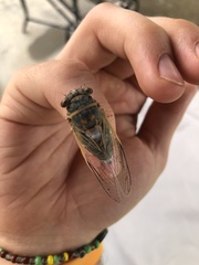 Diceroprocta cinctifera