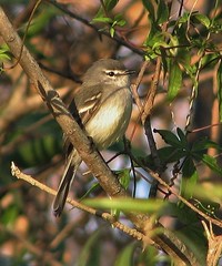 Serpophaga griseicapilla