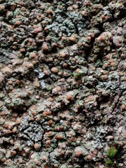 Bacidia fraxinea