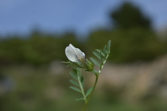 Vicia lutea lutea