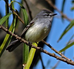 Serpophaga griseicapilla