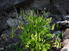 Oxalis